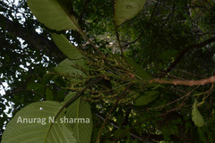 Gymnostachyum latifolium